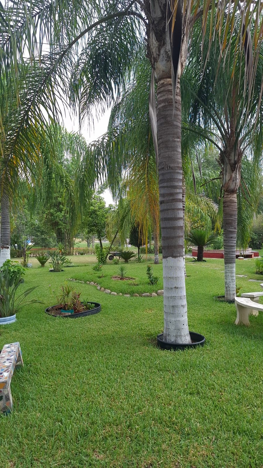 Jardín con palmeras