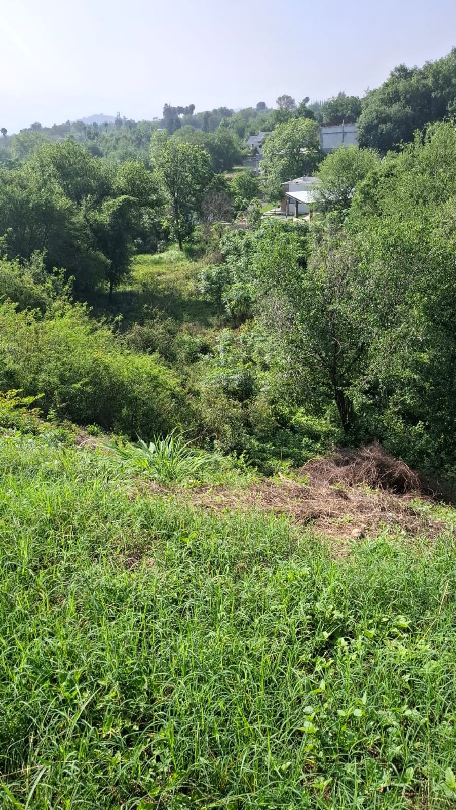 Terreno descendente arbolado